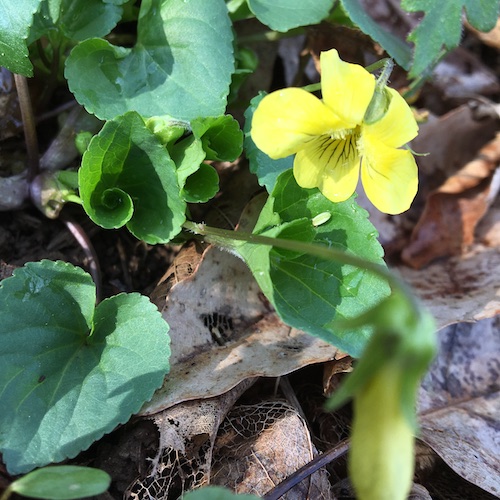 Make your own wild violet syrup in this week's Wonder Wednesday 94 activity! Click to get the Wings, Worms, and Wonder recipe!