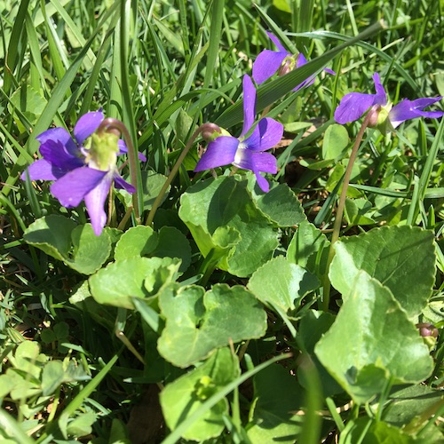 Make your own wild violet syrup in this week's Wonder Wednesday 94 activity! Click to get the Wings, Worms, and Wonder recipe!