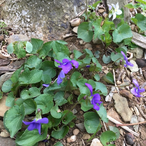 Make your own wild violet syrup in this week's Wonder Wednesday 94 activity! Click to get the Wings, Worms, and Wonder recipe!