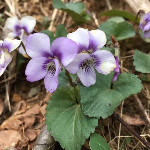 Make your own wild violet syrup in this week's Wonder Wednesday 94 activity! Click to get the Wings, Worms, and Wonder recipe!