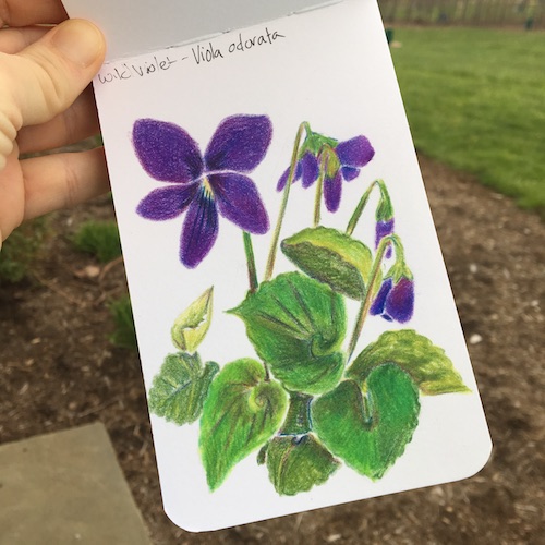 Make your own wild violet syrup in this week's Wonder Wednesday 94 activity! Click to get the Wings, Worms, and Wonder recipe!