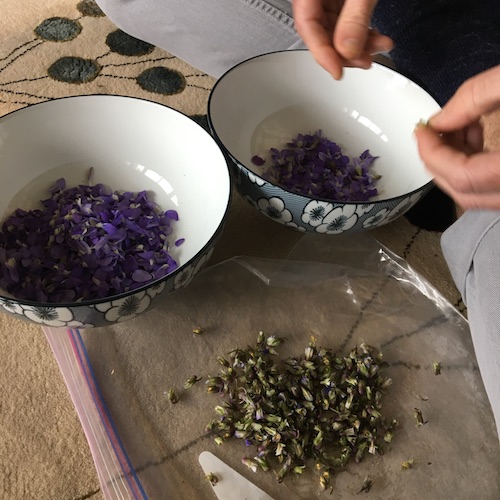 Make your own wild violet syrup in this week's Wonder Wednesday 94 activity! Click to get the Wings, Worms, and Wonder recipe!