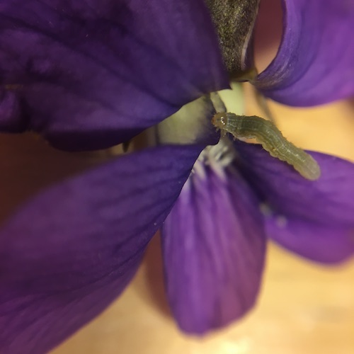 Make your own wild violet syrup in this week's Wonder Wednesday 94 activity! Click to get the Wings, Worms, and Wonder recipe!