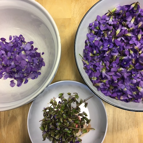 Make your own wild violet syrup in this week's Wonder Wednesday 94 activity! Click to get the Wings, Worms, and Wonder recipe!