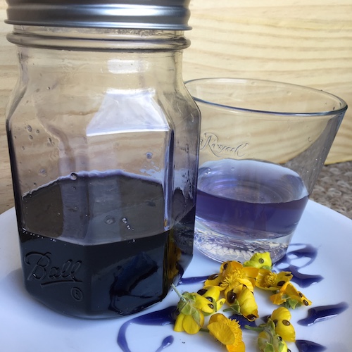 Make your own wild violet syrup in this week's Wonder Wednesday 94 activity! Click to get the Wings, Worms, and Wonder recipe!