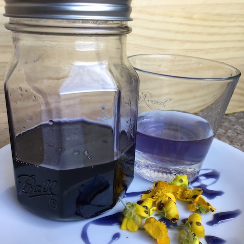 Make your own wild violet syrup in this week's Wonder Wednesday 94 activity! Click to get the Wings, Worms, and Wonder recipe!