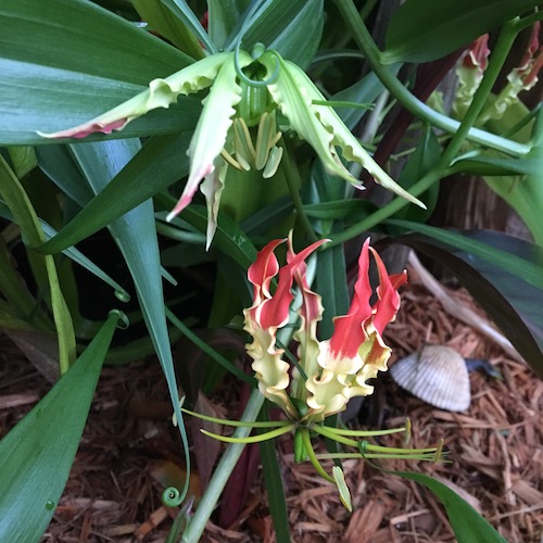 We're making self care Summer Solstice crowns for the celebrations of life and love. Click for this Wings, Worms, and Wonder's Wonder Wednesday 95 activity!