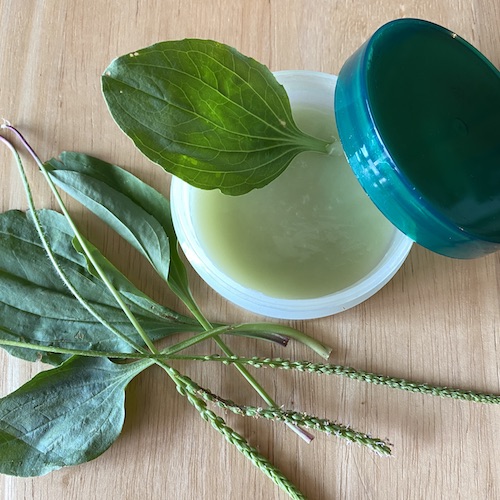 Let's celebrate Plantain herb by making a Wings, Worms and Wonder first-aid summer salve! Click to learn more about this herb and get the easy recipe!