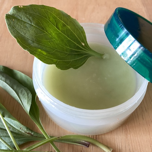 Let's celebrate Plantain herb by making a Wings, Worms and Wonder first-aid summer salve! Click to learn more about this herb and get the easy recipe!