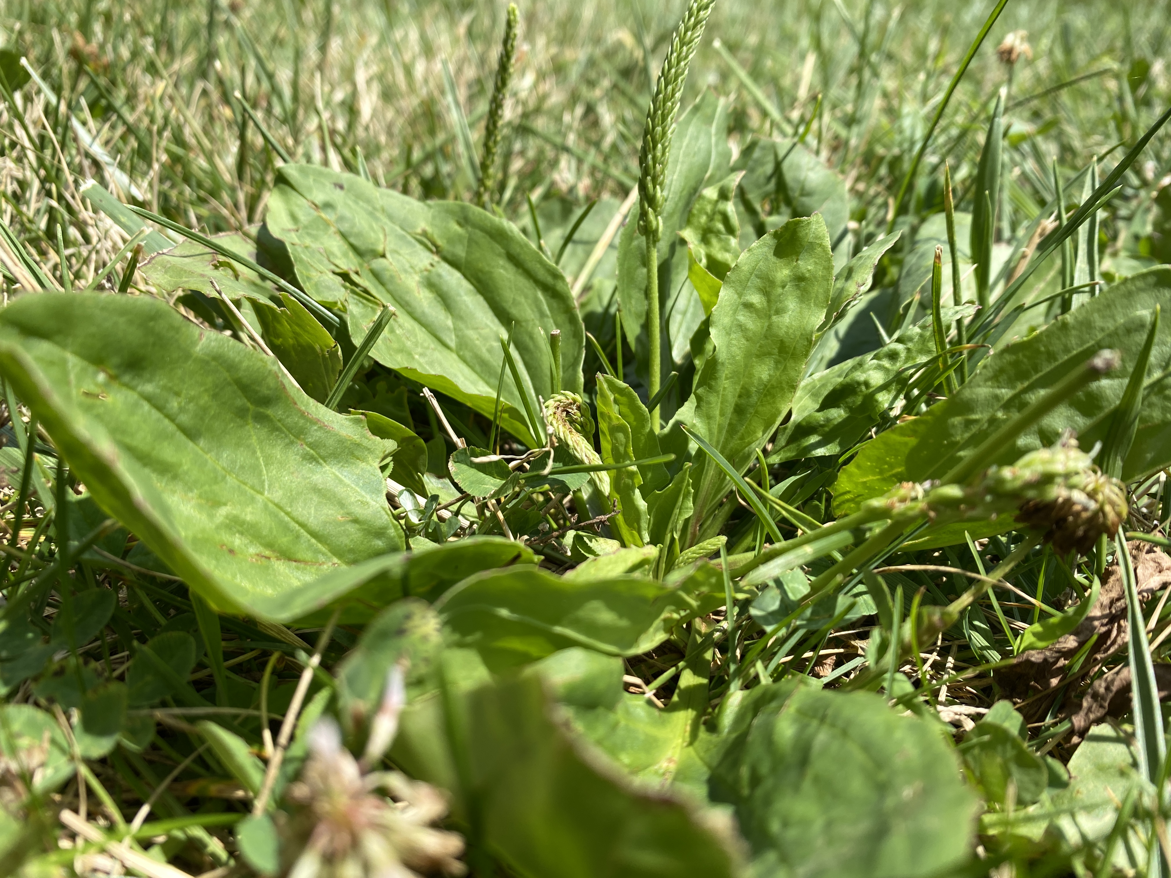 Let's celebrate Plantain herb by making a Wings, Worms and Wonder first-aid summer salve! Click to learn more about this herb and get the easy recipe!