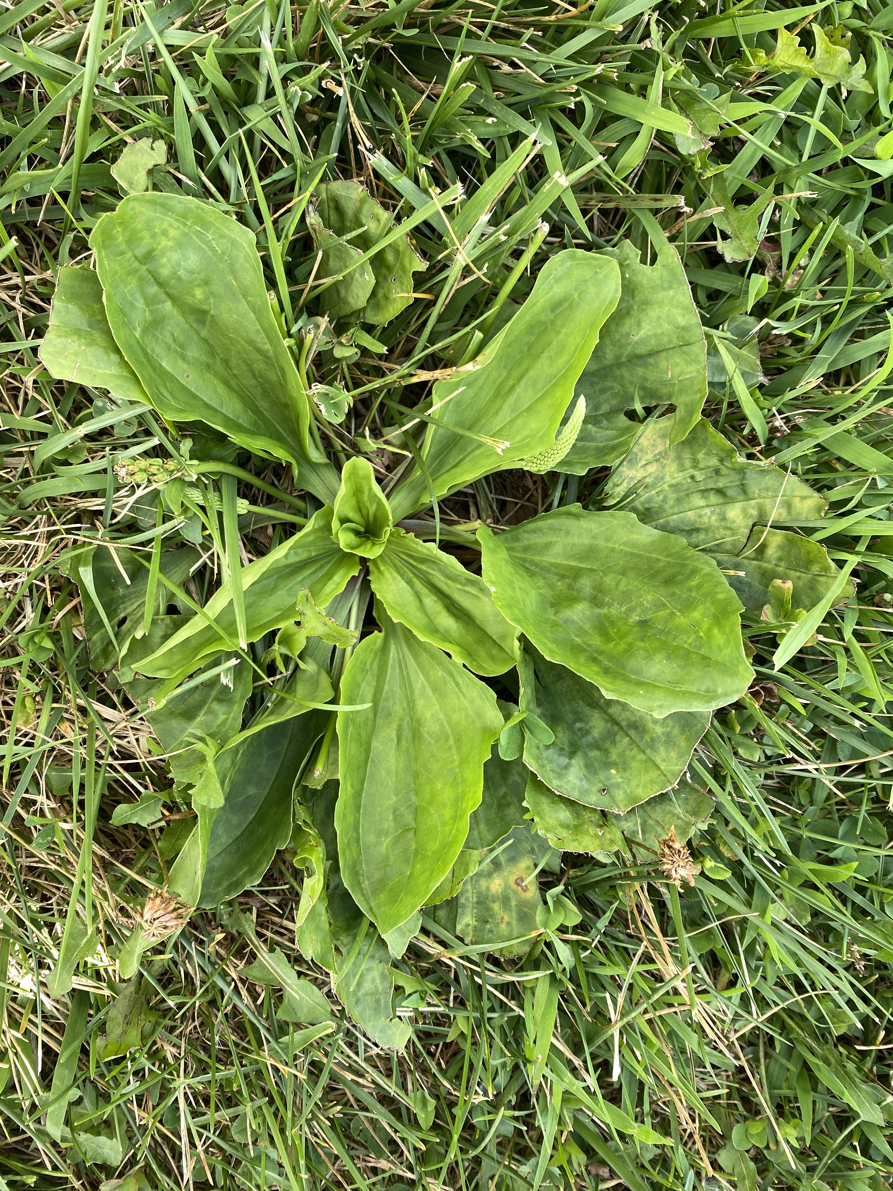 Let's celebrate Plantain herb by making a Wings, Worms and Wonder first-aid summer salve! Click to learn more about this herb and get the easy recipe!