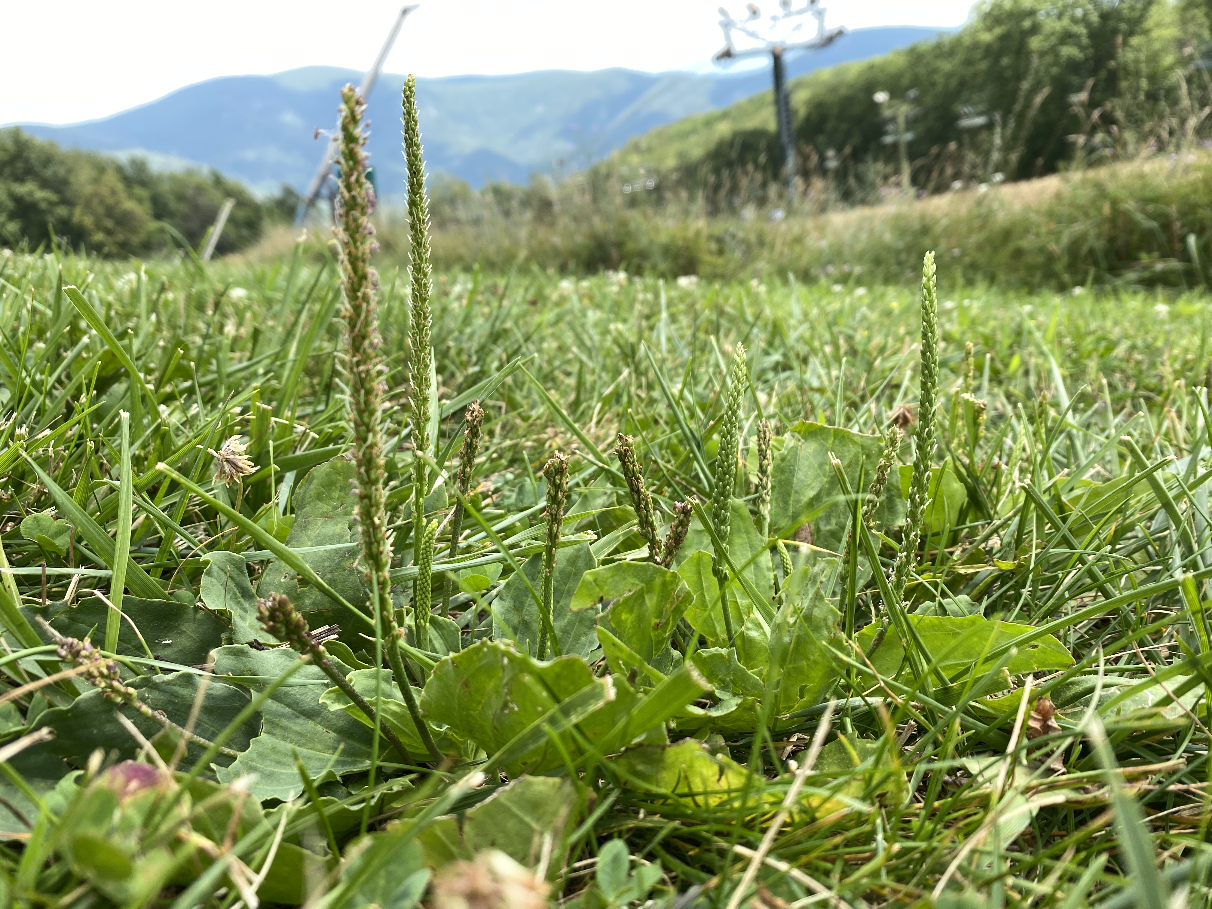 Let's celebrate Plantain herb by making a Wings, Worms and Wonder first-aid summer salve! Click to learn more about this herb and get the easy recipe!