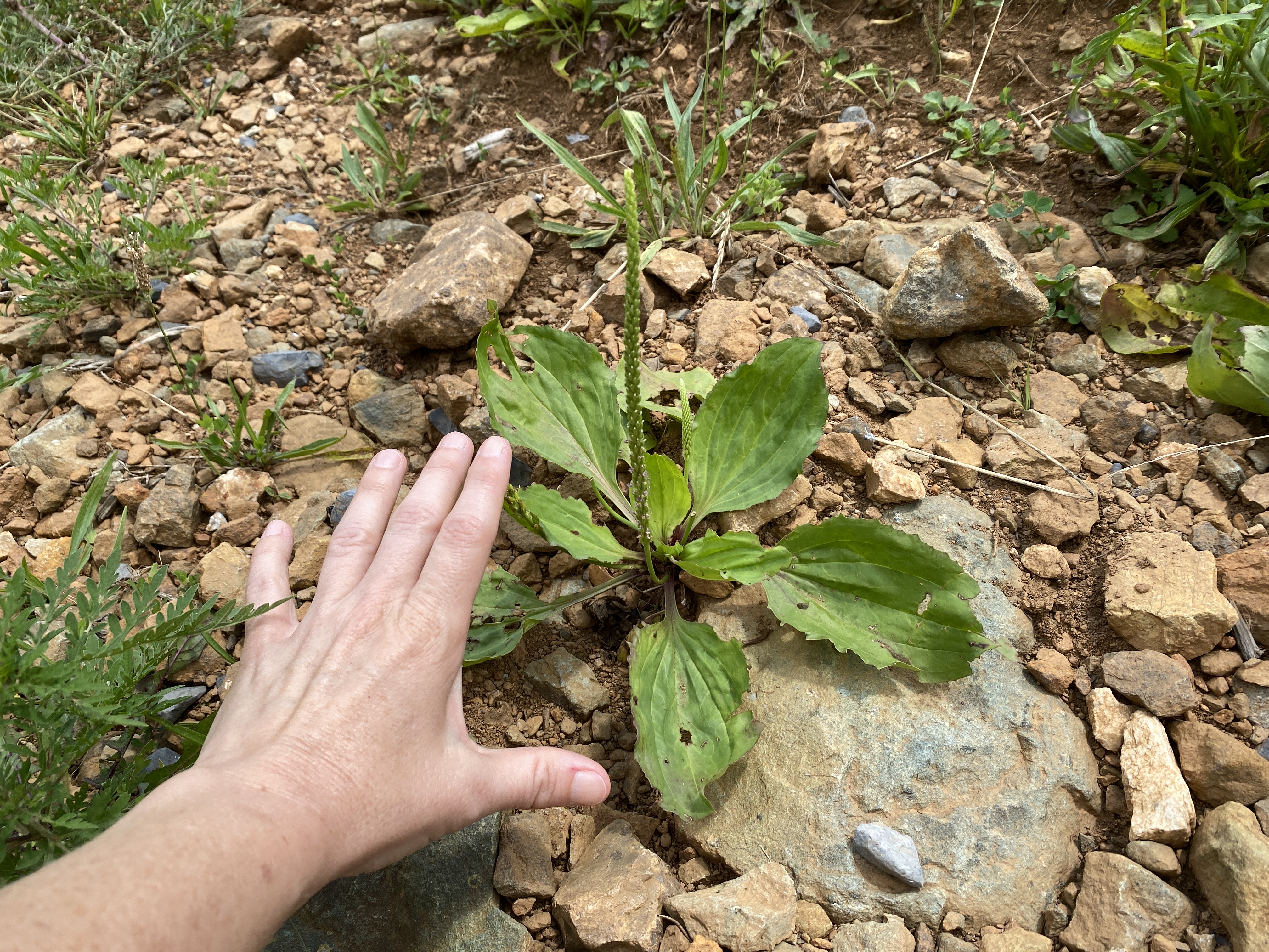 Let's celebrate Plantain herb by making a Wings, Worms and Wonder first-aid summer salve! Click to learn more about this herb and get the easy recipe!