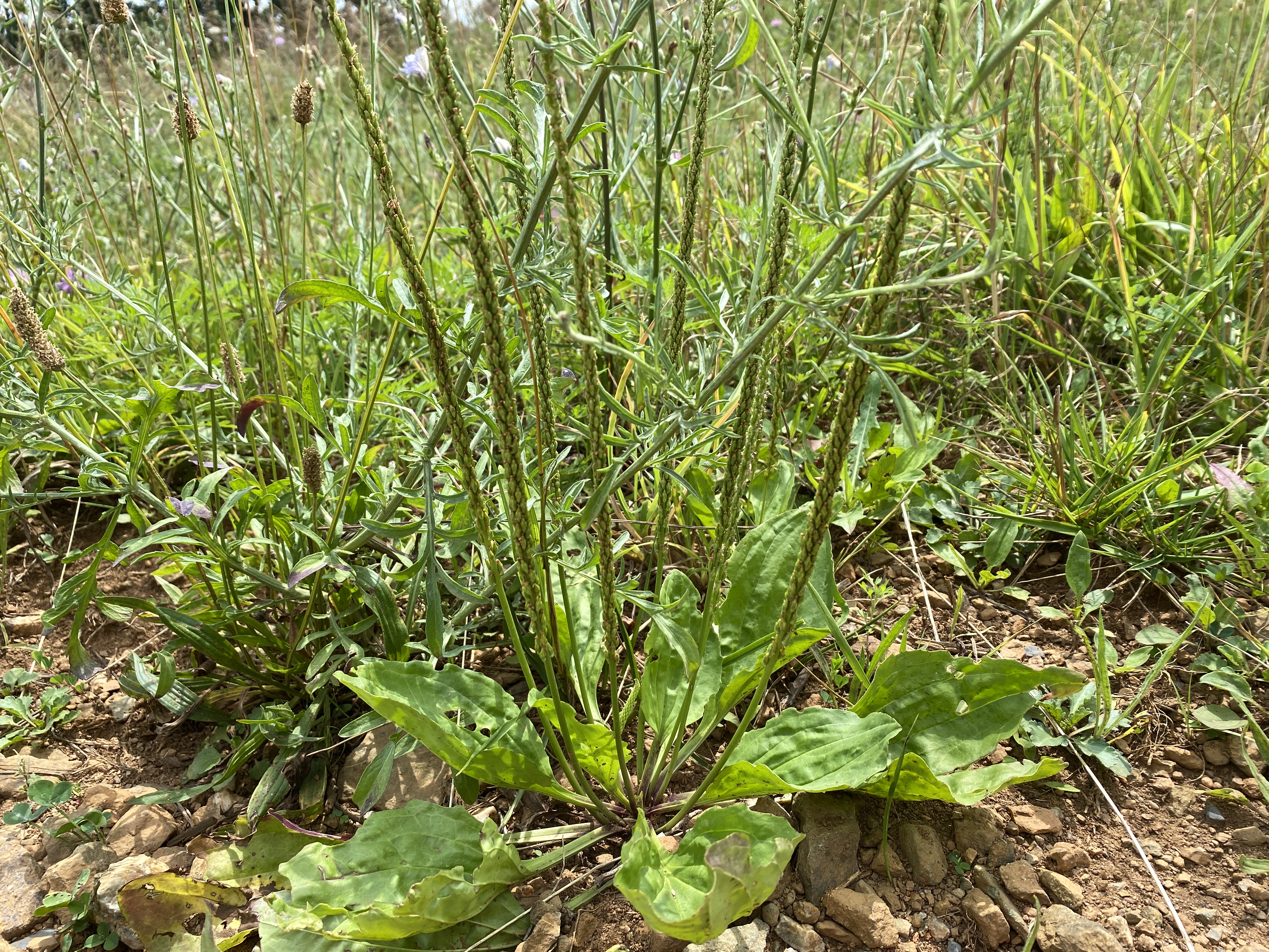 Let's celebrate Plantain herb by making a Wings, Worms and Wonder first-aid summer salve! Click to learn more about this herb and get the easy recipe!