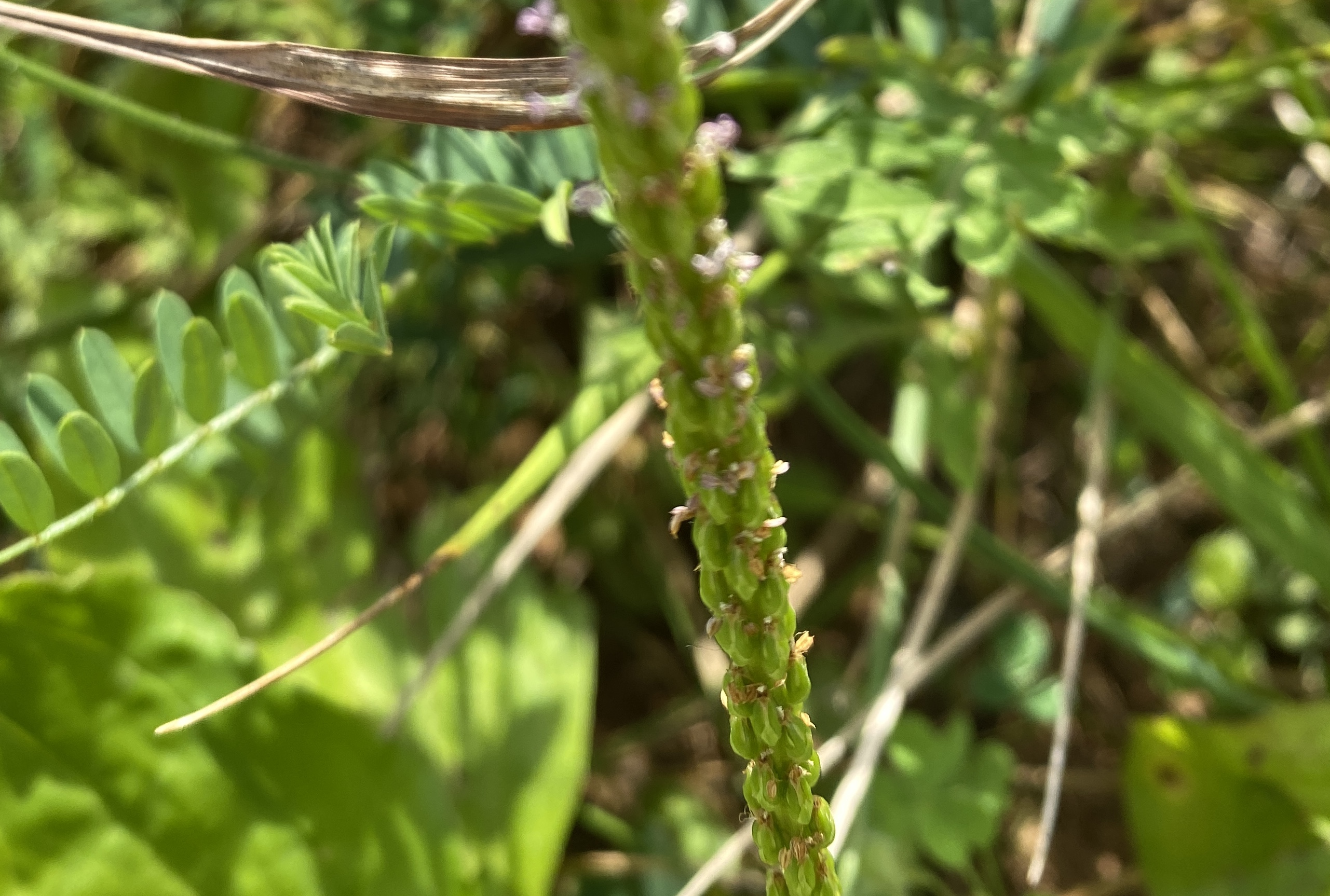 Let's celebrate Plantain herb by making a Wings, Worms and Wonder first-aid summer salve! Click to learn more about this herb and get the easy recipe!