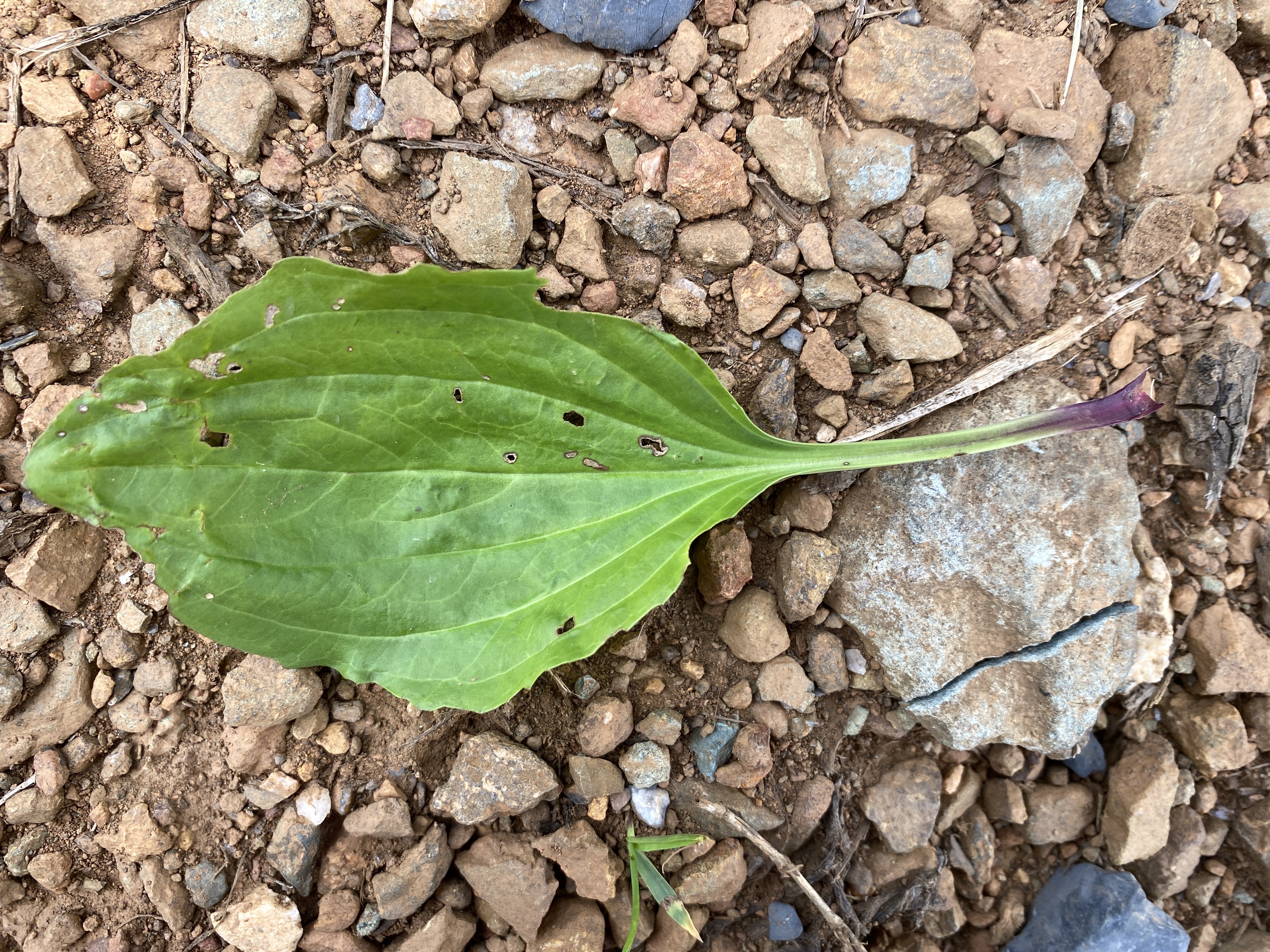 Let's celebrate Plantain herb by making a Wings, Worms and Wonder first-aid summer salve! Click to learn more about this herb and get the easy recipe!