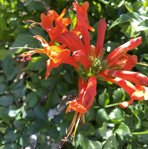 November marks the 100 month of Wonder Wednesday blog posts and activities! Click the to join the Wings, Worms, and Wonder 100 month gratitude celebrations!