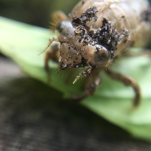 Click for fun Wings, Worms, and Wonder's ideas for helping make the invisible visible in your natural world!